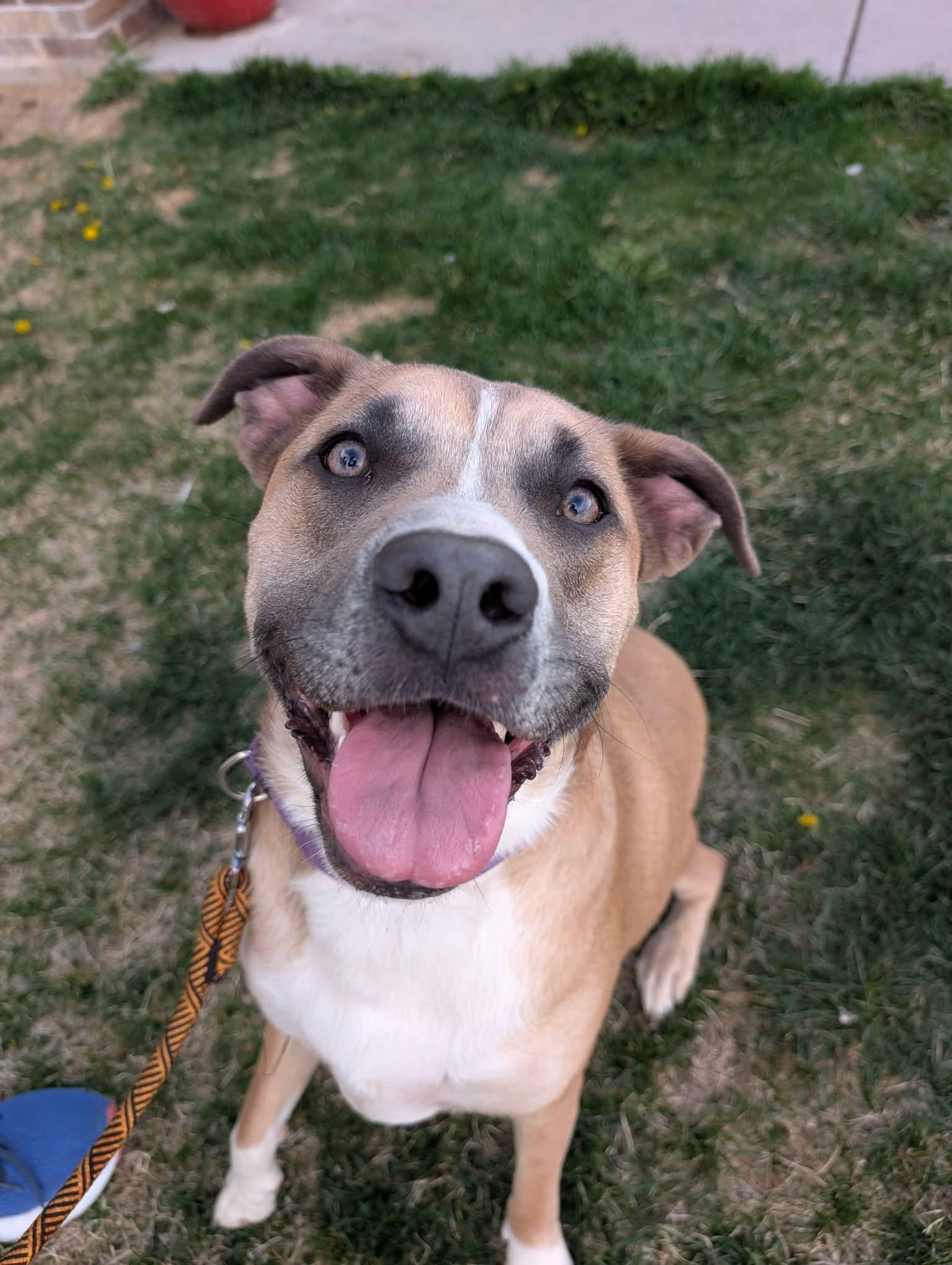 Enlarge Bandit, a Adoptable Mixed Breed in Grand Island, NE image 4/5