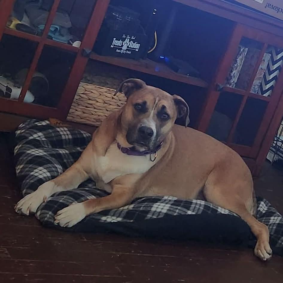 Enlarge Bandit, a Adoptable Mixed Breed in Grand Island, NE image 3/5