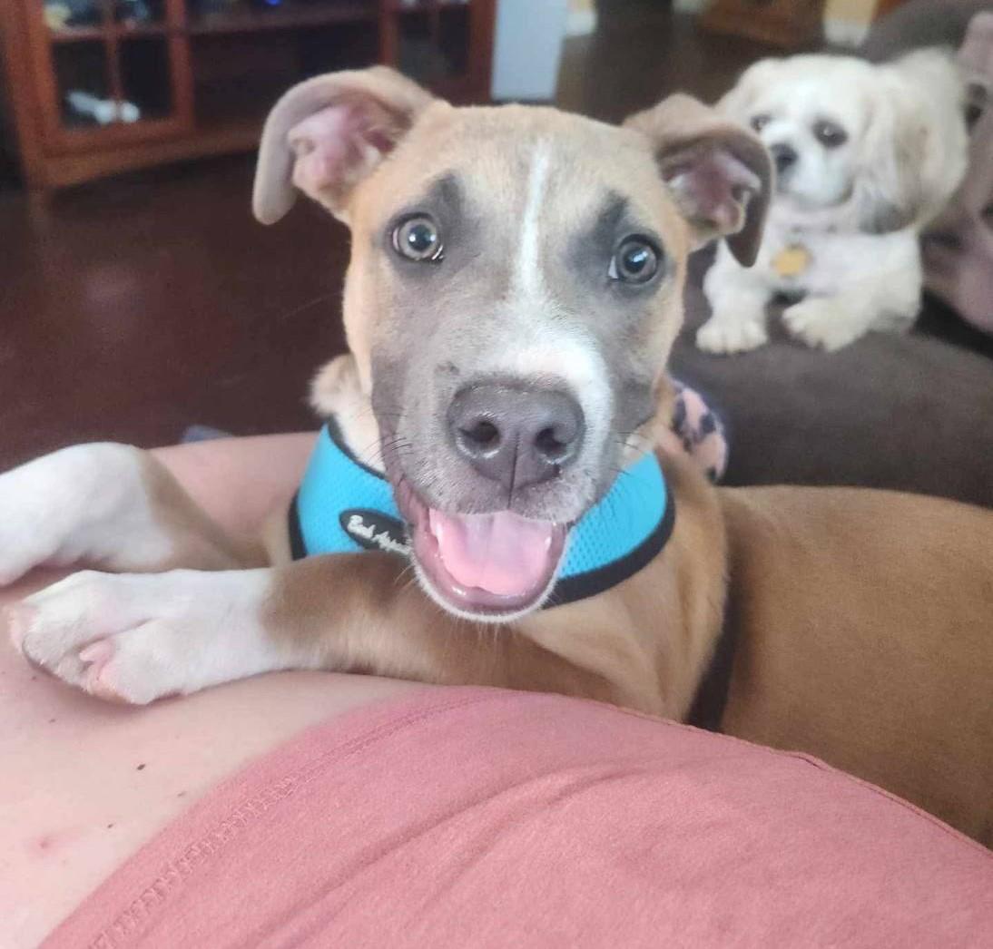 Bandit, a Adoptable Mixed Breed in Grand Island, NE image 1/4