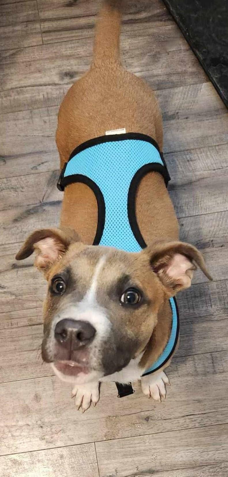 Bandit, a Adoptable Mixed Breed in Grand Island, NE image 2/4