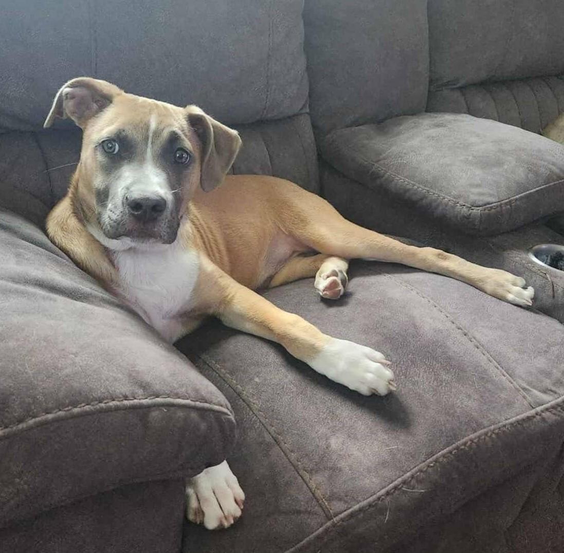 Bandit, a Adoptable Mixed Breed in Grand Island, NE image 3/4