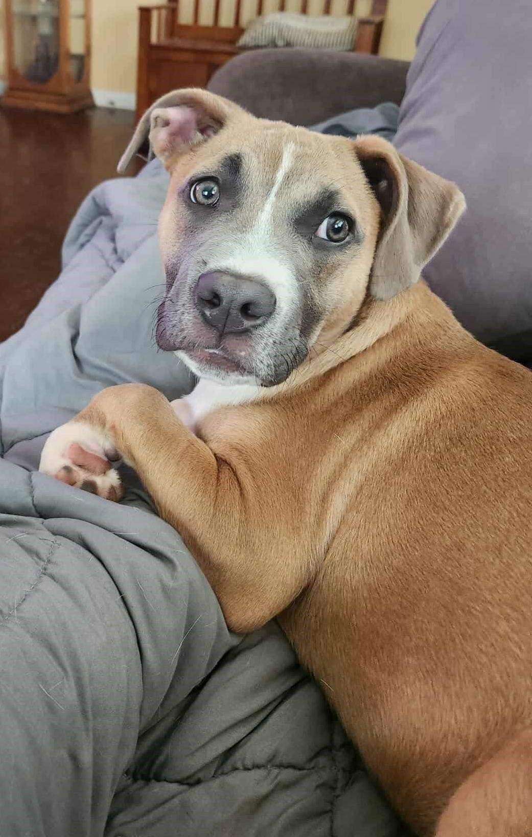 Bandit, a Adoptable Mixed Breed in Grand Island, NE image 4/4