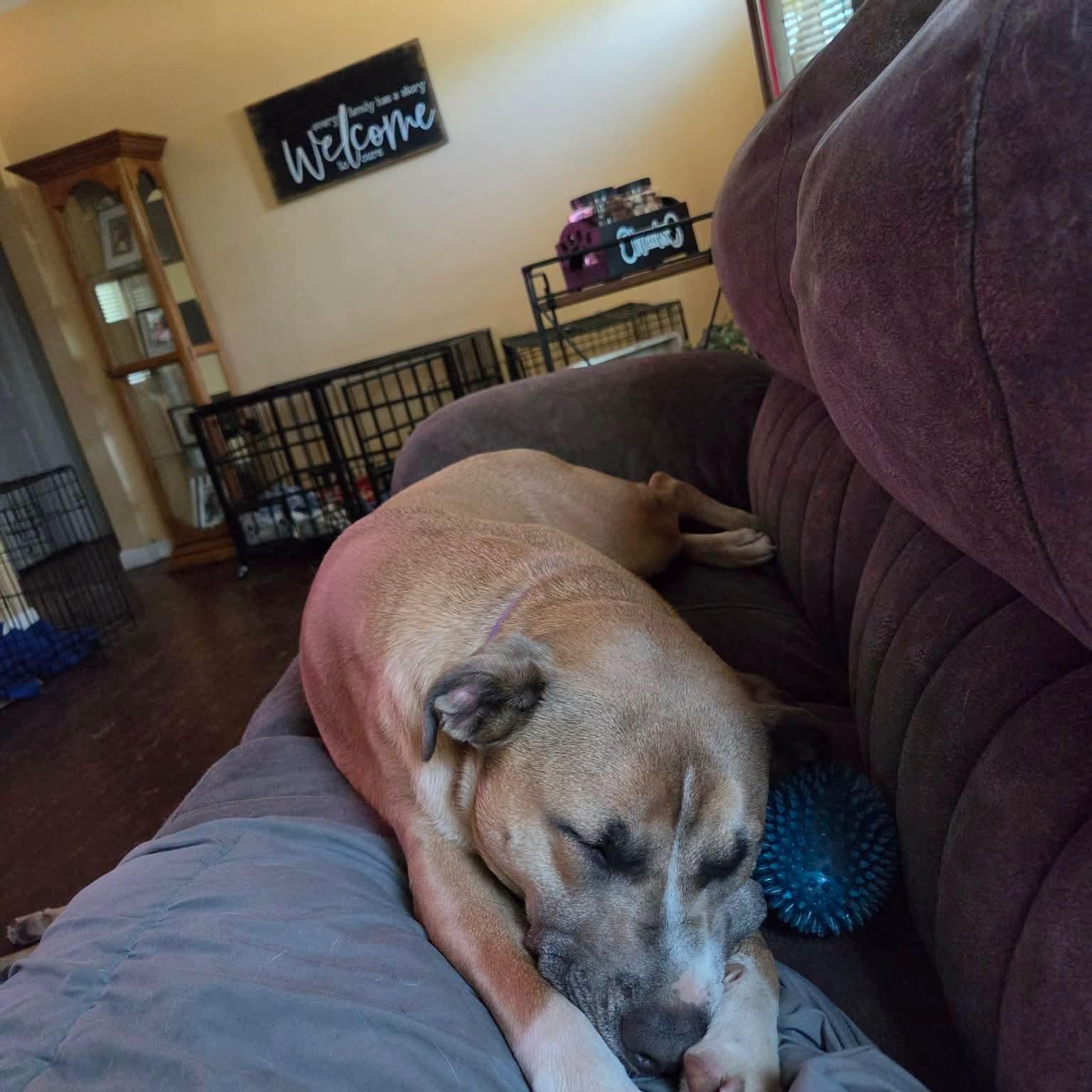 Enlarge Bandit, a Adoptable Mixed Breed in Grand Island, NE image 2/5
