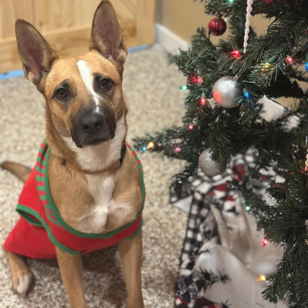 Zola, Adoptable, Adult Female Terrier & Shepherd.