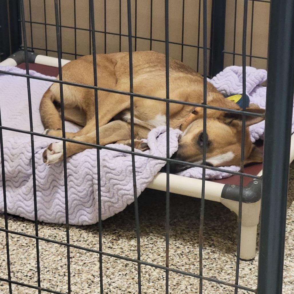 Zola, a Adoptable mixed breed in Sparks, NV image 2/6