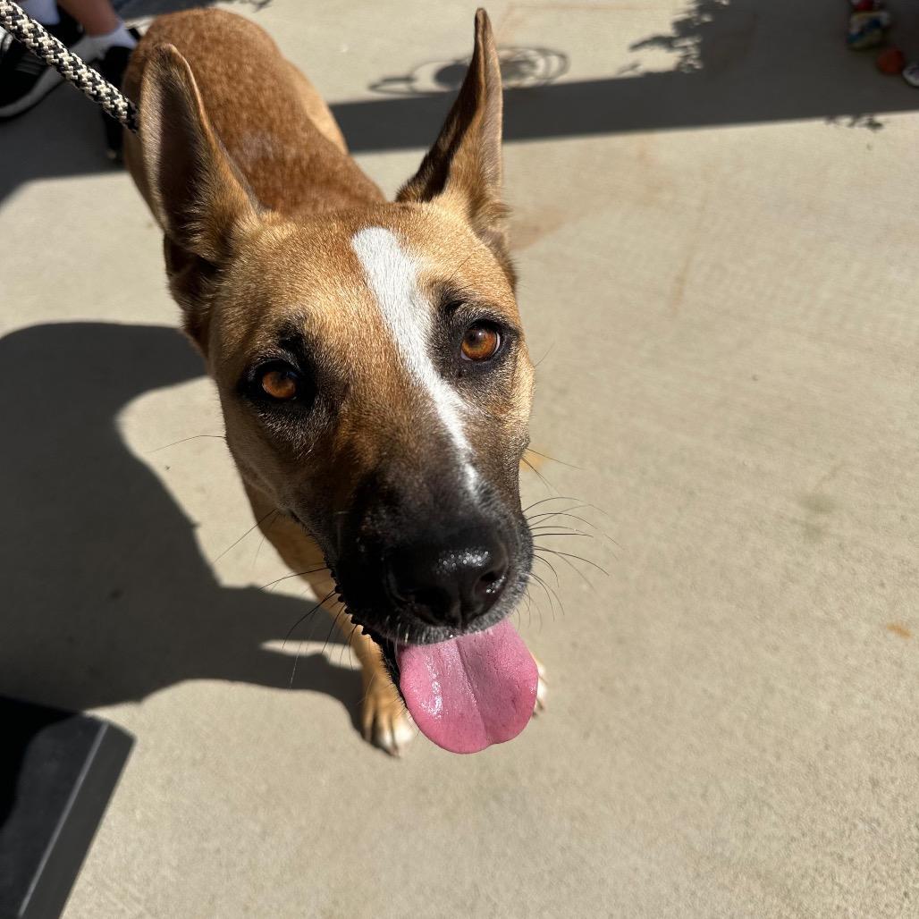 Zola, a Adoptable mixed breed in Sparks, NV image 3/6