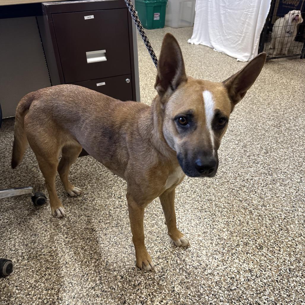 Zola, a Adoptable mixed breed in Sparks, NV image 4/6