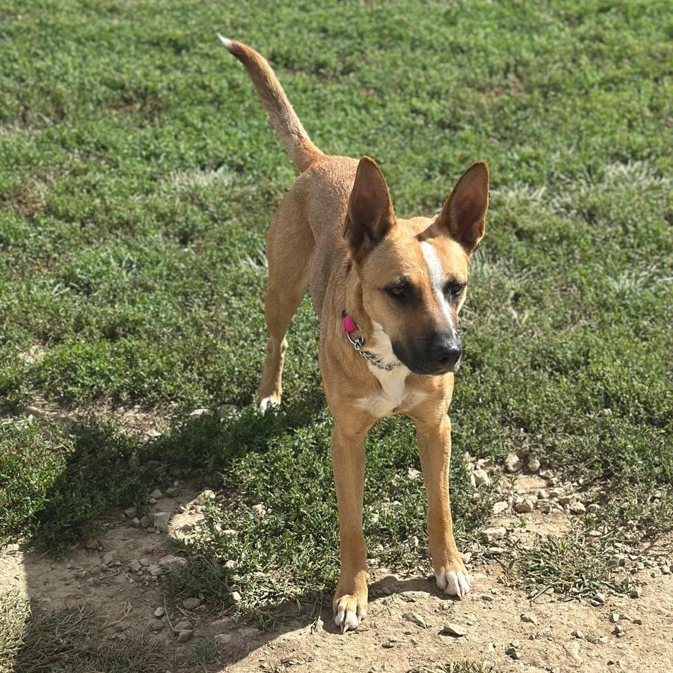 Zola, a Adoptable mixed breed in Sparks, NV image 6/6
