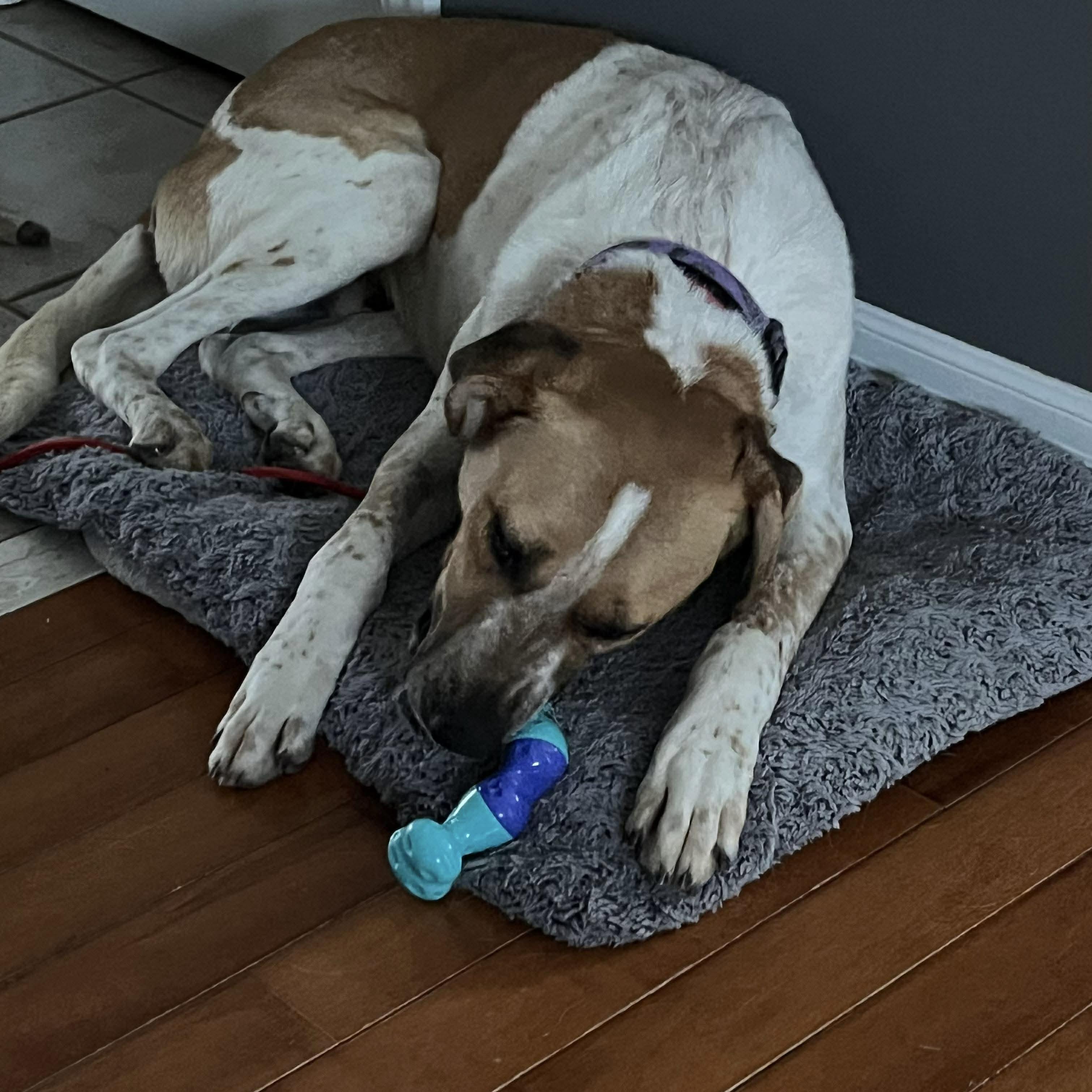 Chi, a ADOPTABLE mixed breed in Aurora, ON image 4/6