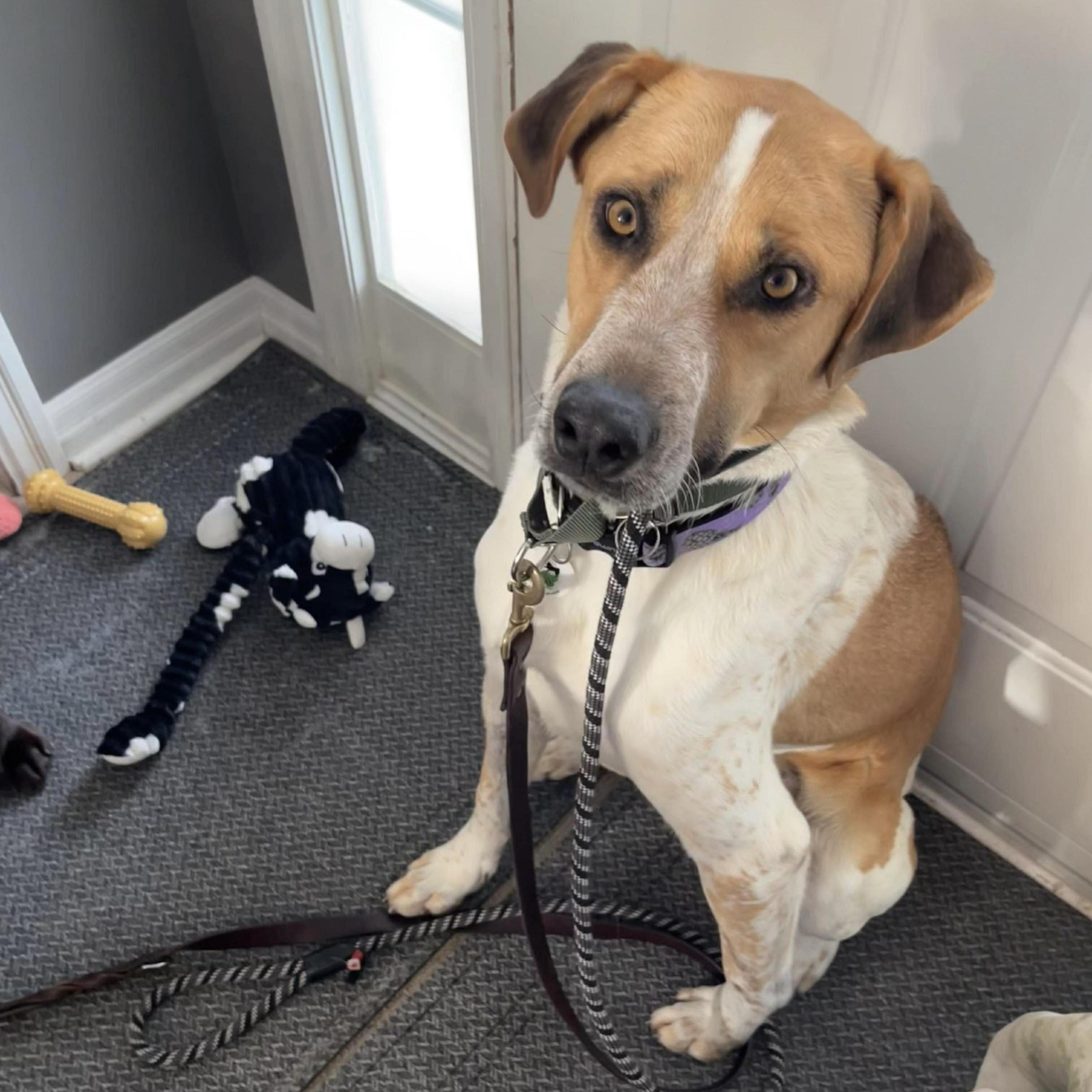 Chi, a ADOPTABLE mixed breed in Aurora, ON image 2/6