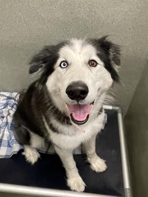 Enlarge MELLY, a Adoptable mixed breed in Lees Summit, MO image 1/1