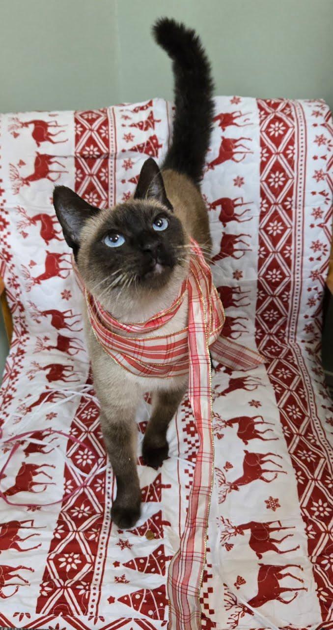 Enlarge Soda Pop, a Adoptable Siamese in Crystal, MN image 1/4