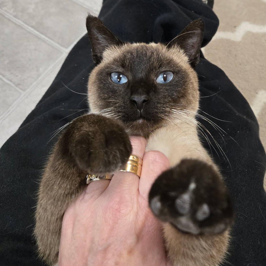 Enlarge Soda Pop, a Adoptable Siamese in Crystal, MN image 2/4