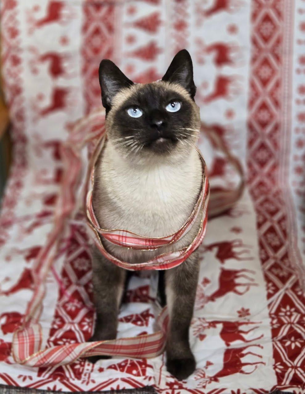 Enlarge Soda Pop, a Adoptable Siamese in Crystal, MN image 3/4