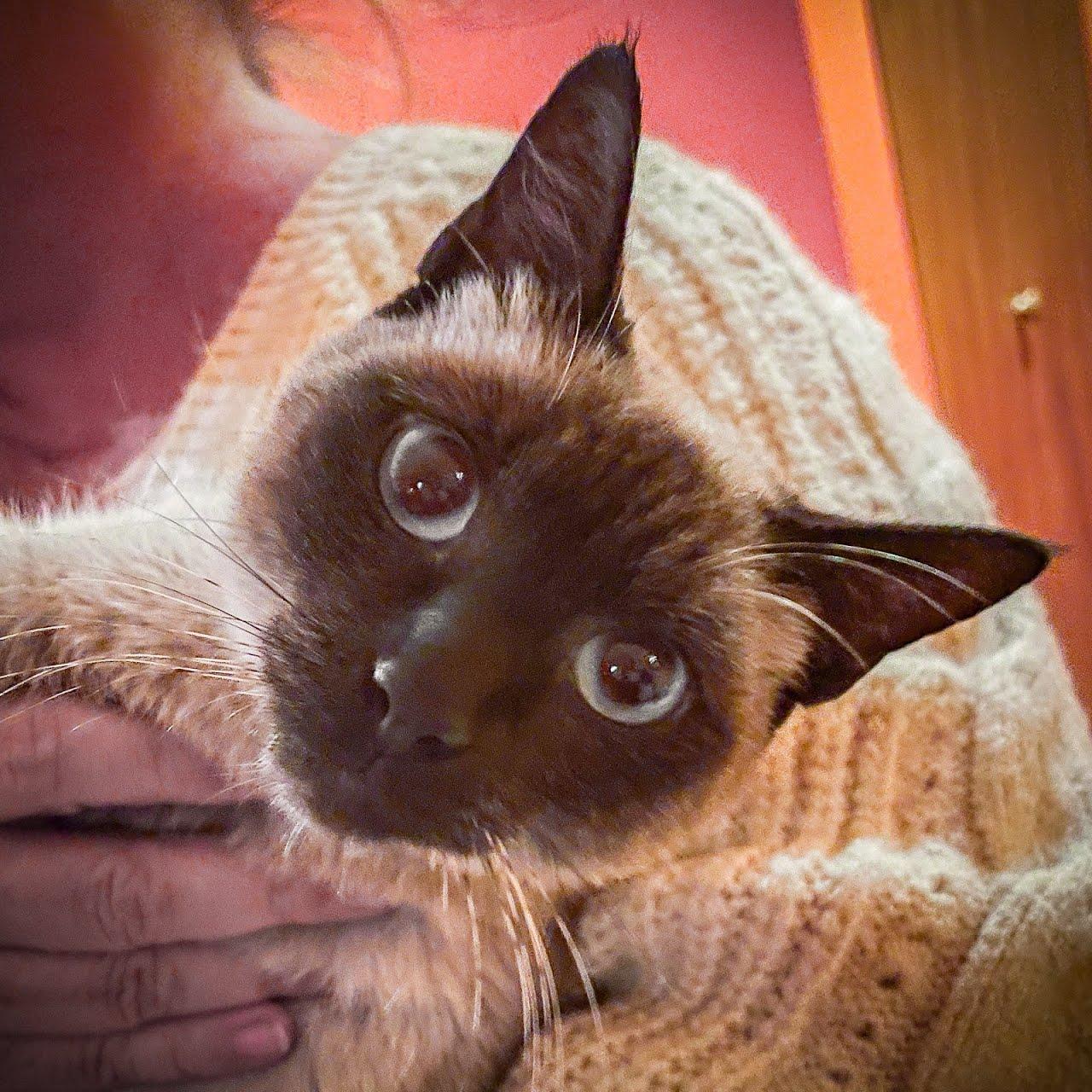 Enlarge Soda Pop, a Adoptable Siamese in Crystal, MN image 4/4