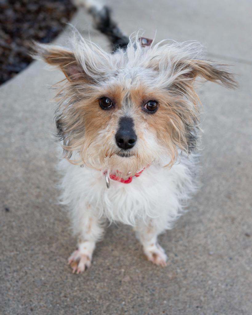 Teddy, Adoptable, Young Male Chihuahua.