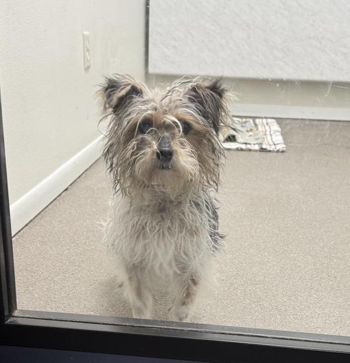 Enlarge Teddy, a Adoptable Chihuahua in Boone, IA image 2/2