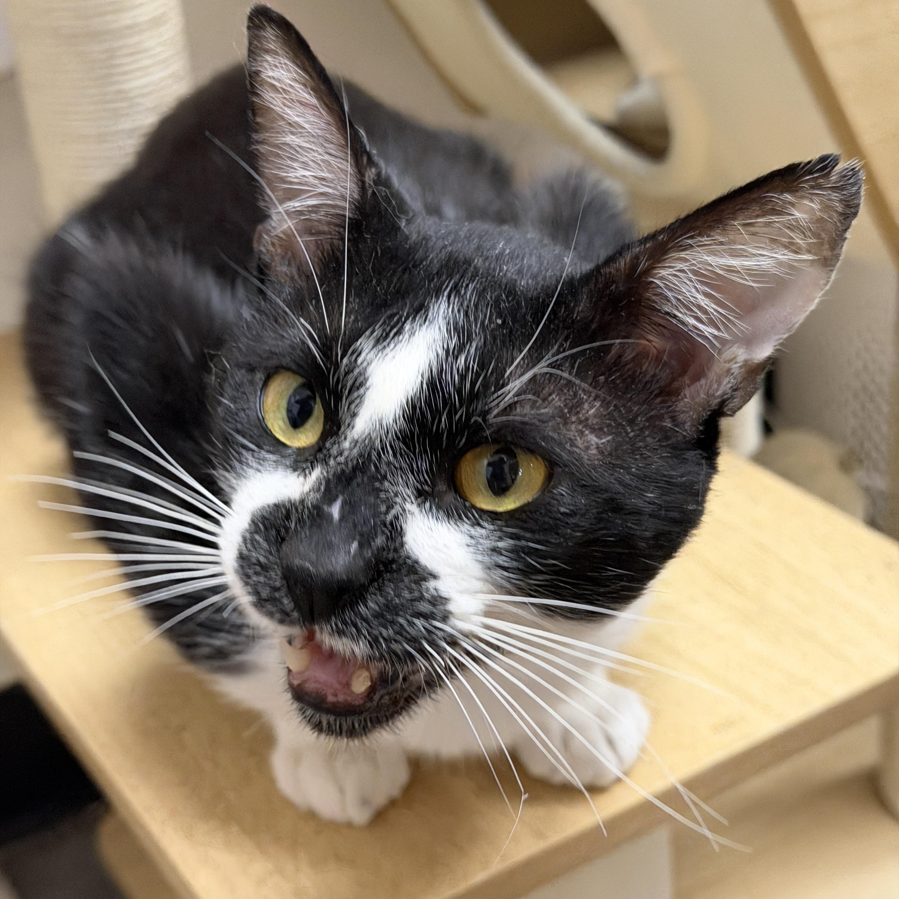 Enlarge Gus, a ADOPTABLE Domestic Short Hair in Chandler, AZ image 4/4