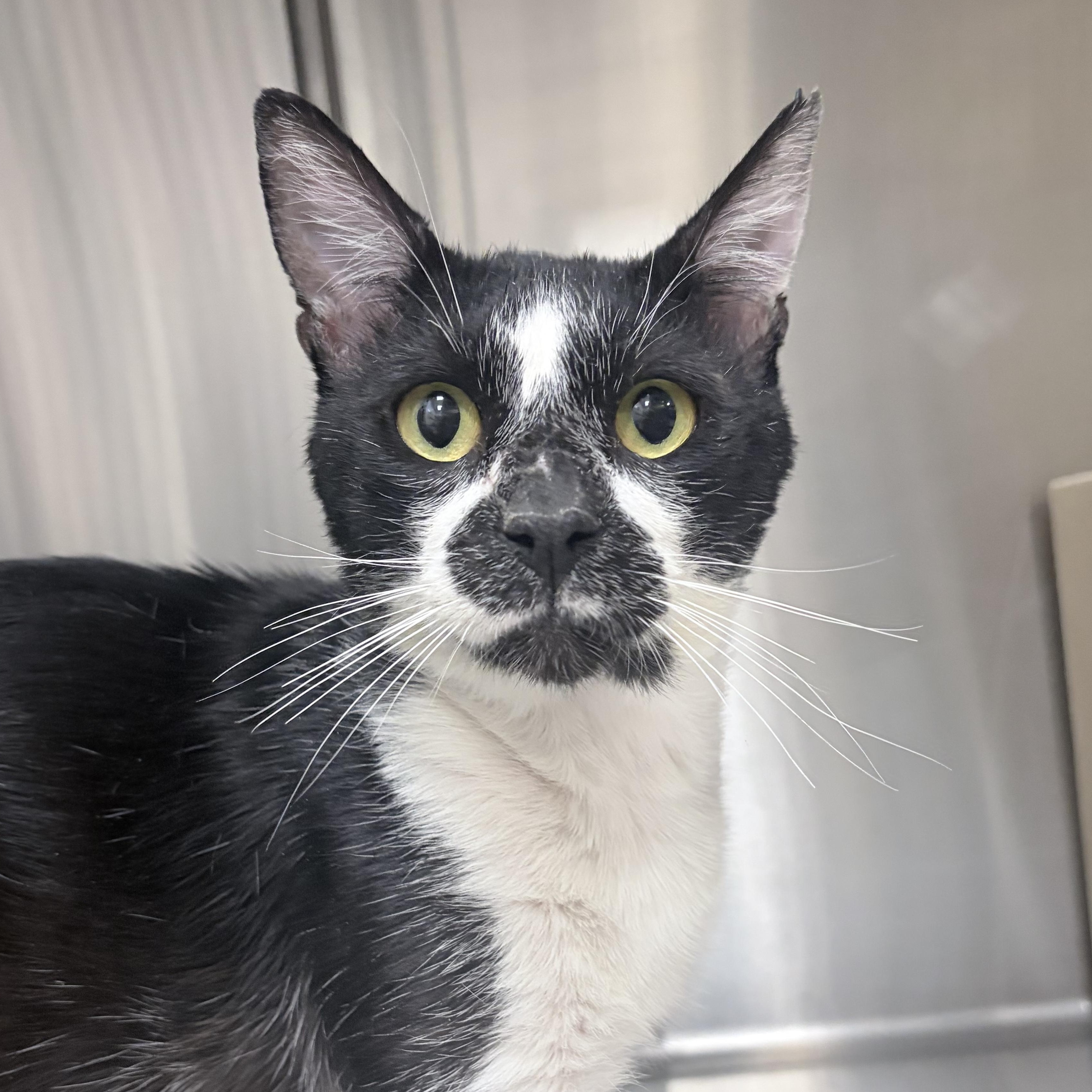 Gus, ADOPTABLE, Young Male Domestic Short Hair.
