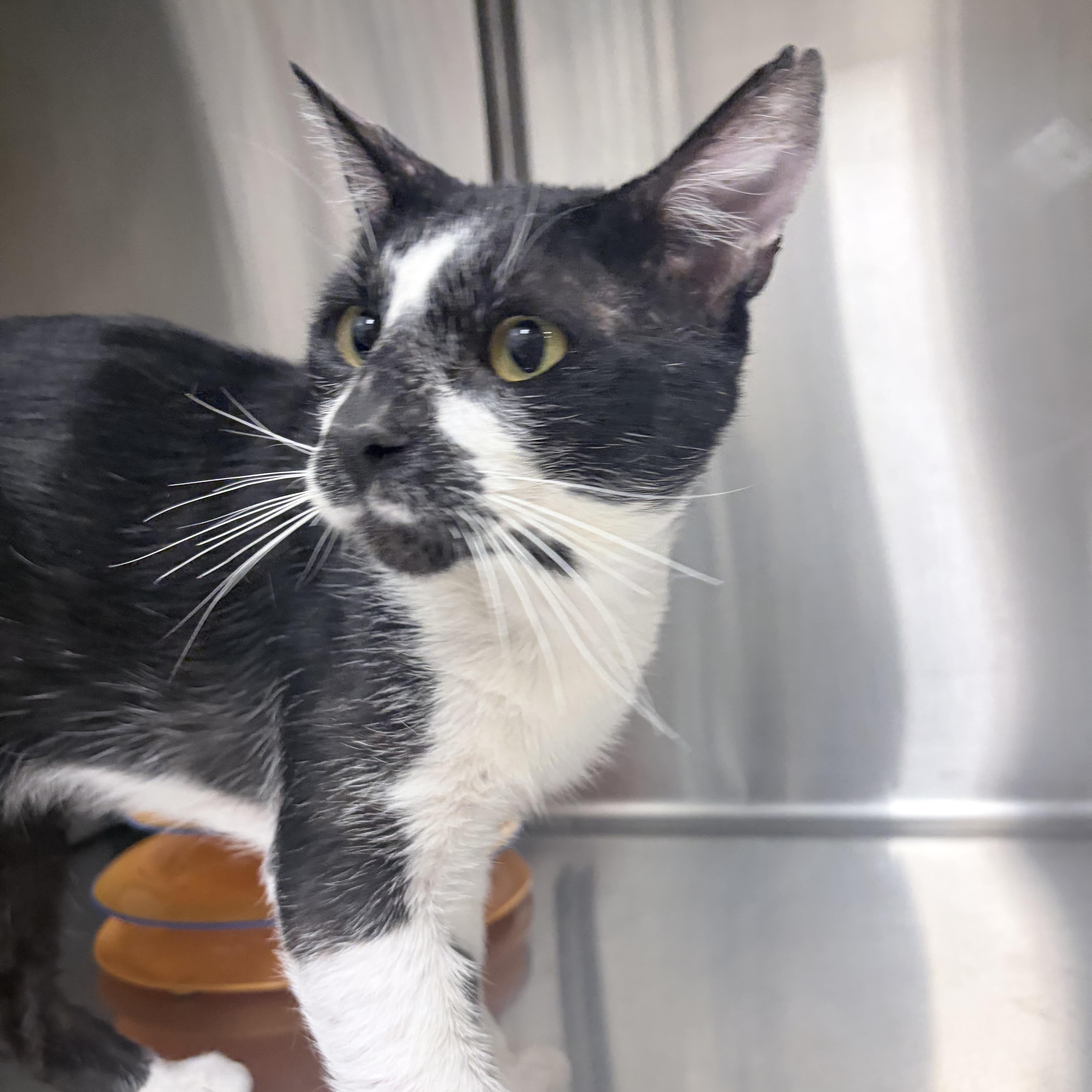 Gus, a ADOPTABLE Domestic Short Hair in Chandler, AZ image 2/2