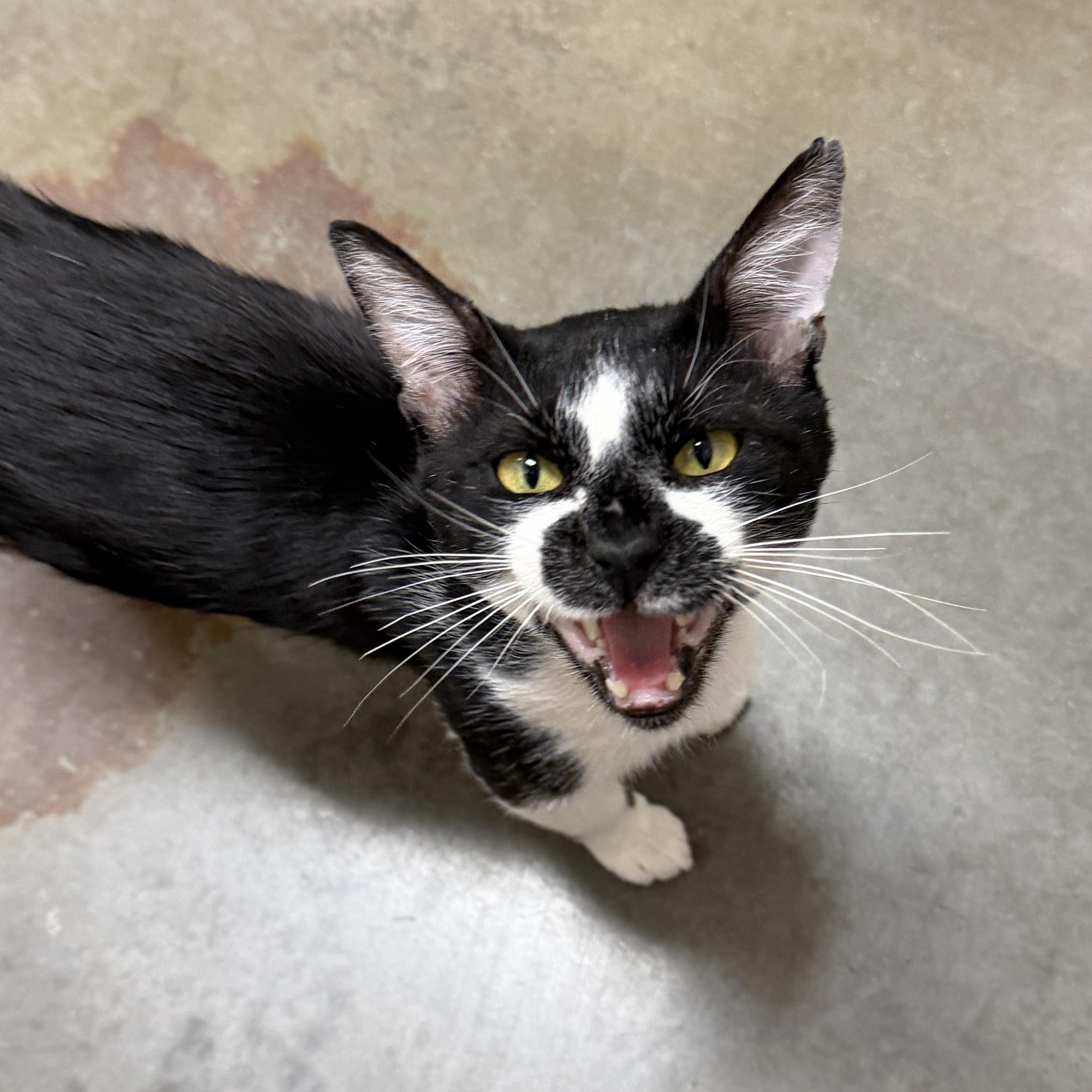 Enlarge Gus, a ADOPTABLE Domestic Short Hair in Chandler, AZ image 2/4