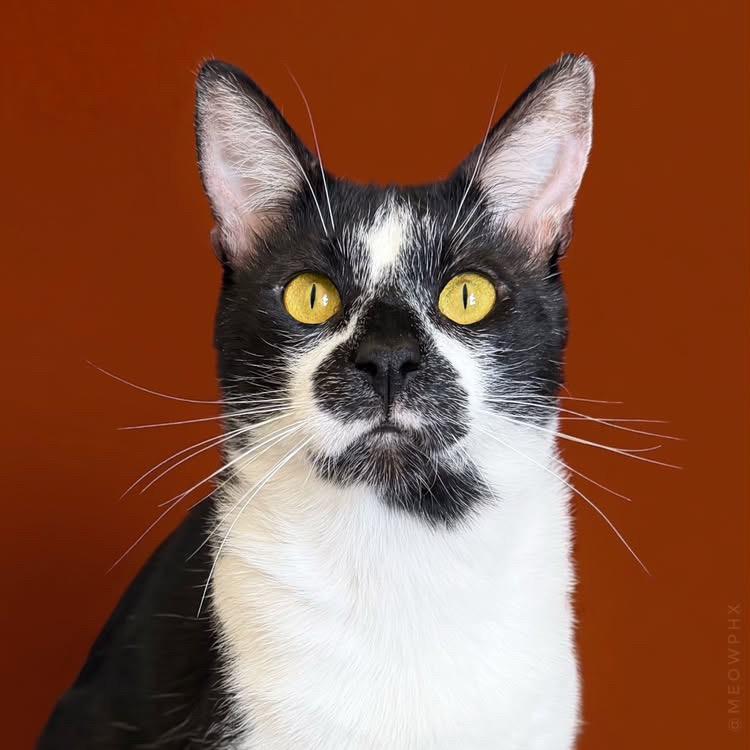 Gus, ADOPTABLE, Young Male Domestic Short Hair.