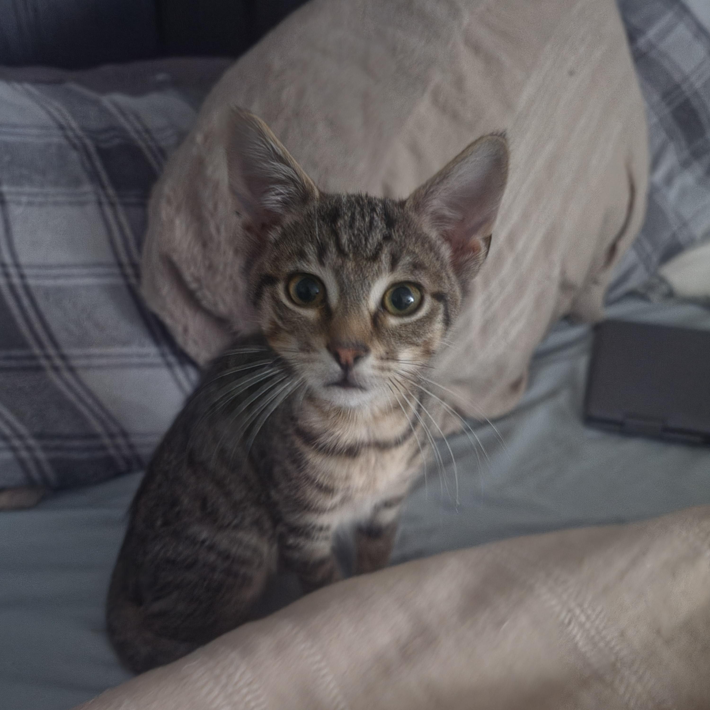 Enlarge Ham, a ADOPTABLE Tabby in Lawrenceville, GA image 1/2