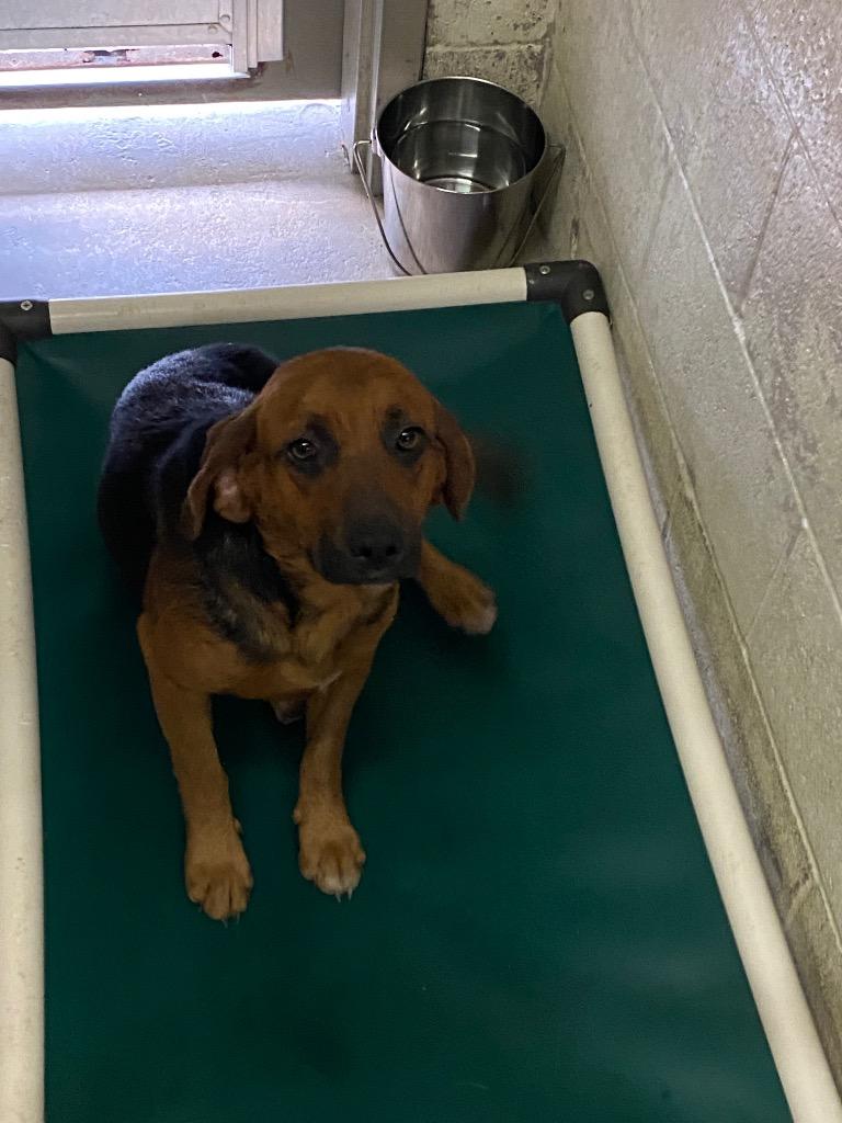 Paco, Adoptable, Young Male Hound.