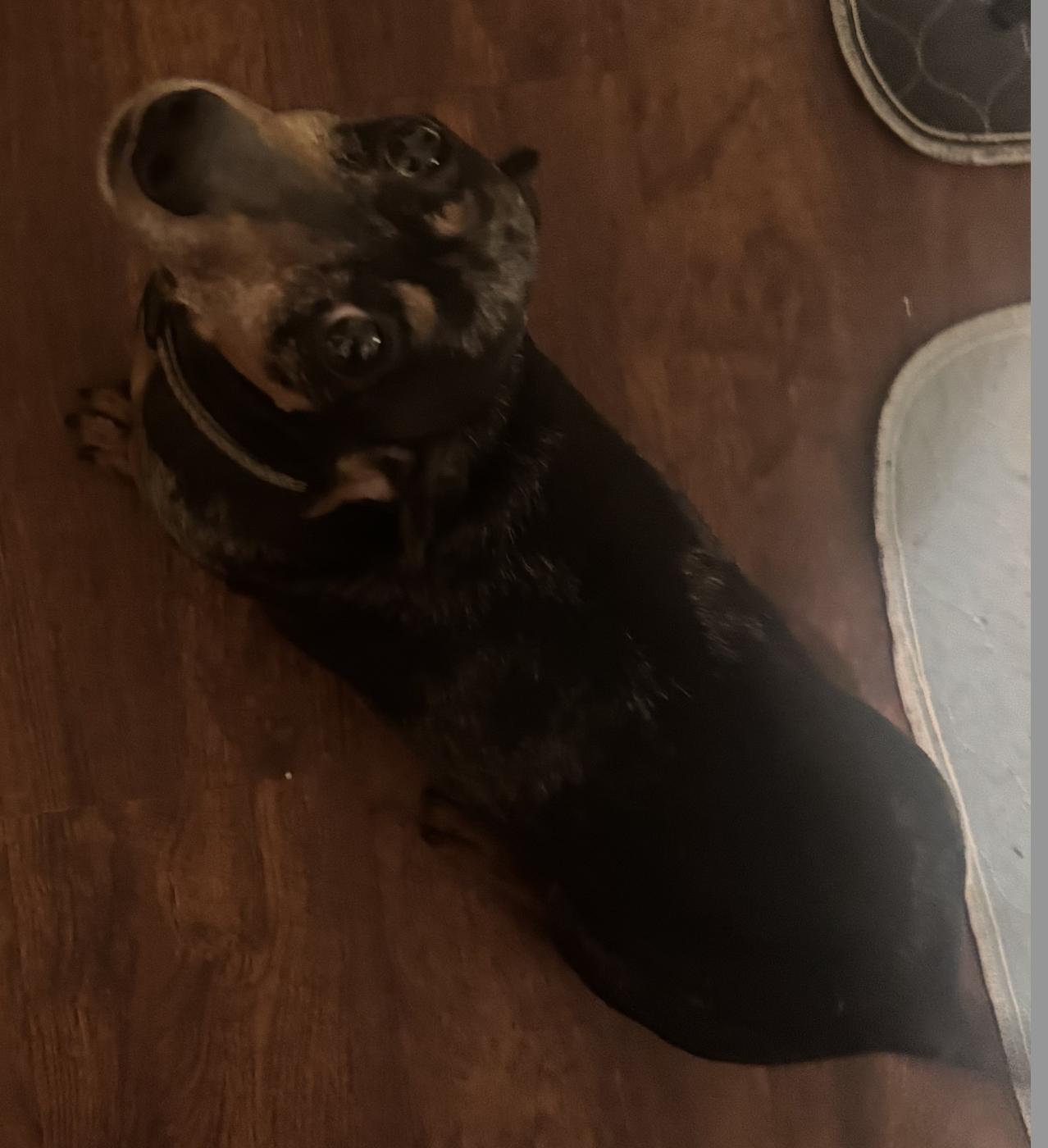 Vinnie, Adopted, Adult Male Dachshund.