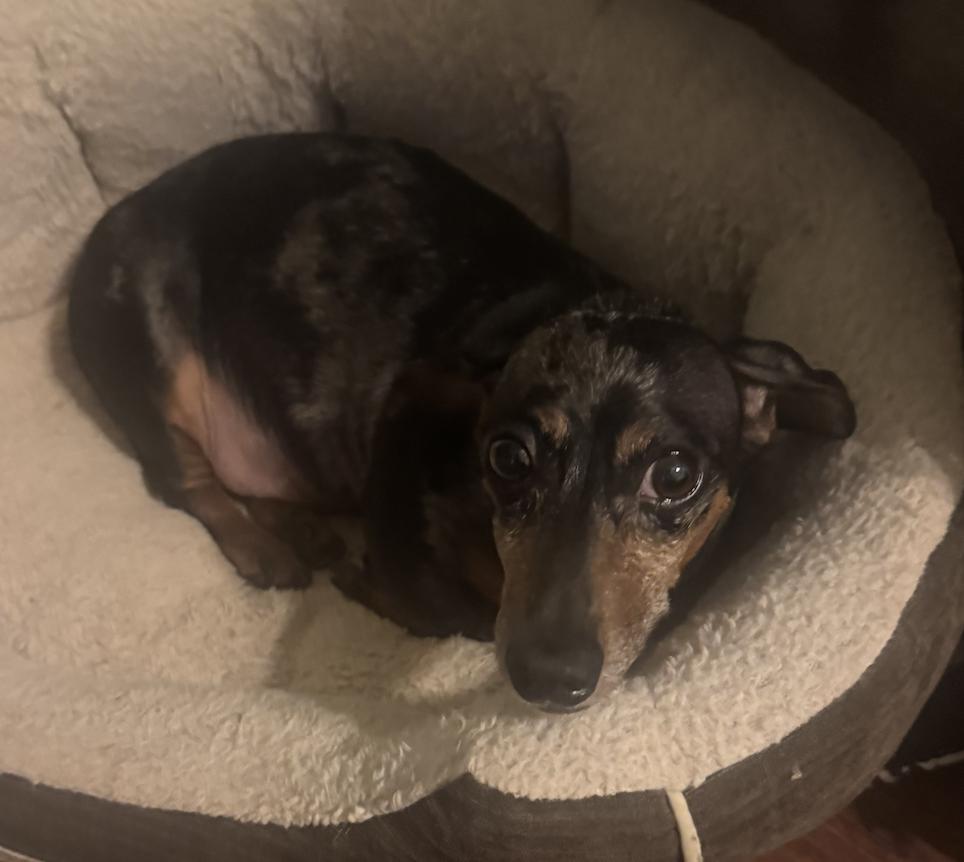 Enlarge Vinnie, a Adopted Dachshund in Decatur, GA image 2/2