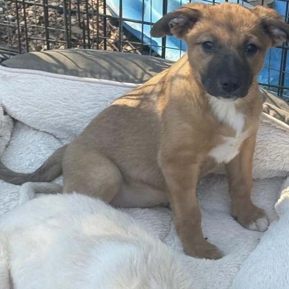 Enlarge MISTLETOE, a Adoptable mixed breed in lebanon, NH image 4/6