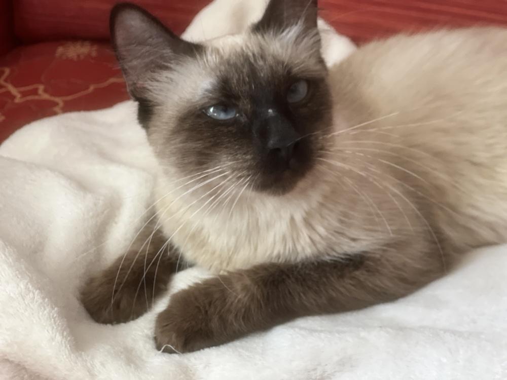 Sora, Adoptable, Adult Female Siamese.