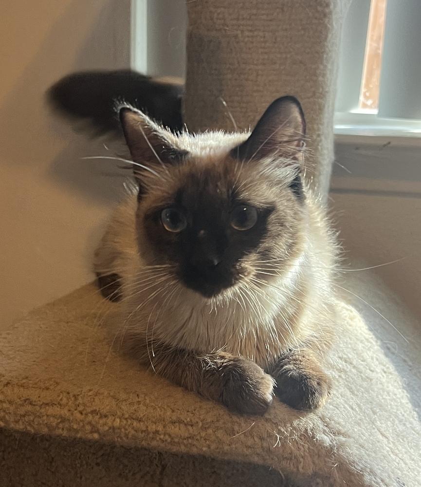 Sora, a Adoptable mixed breed in Austin, TX image 2/4