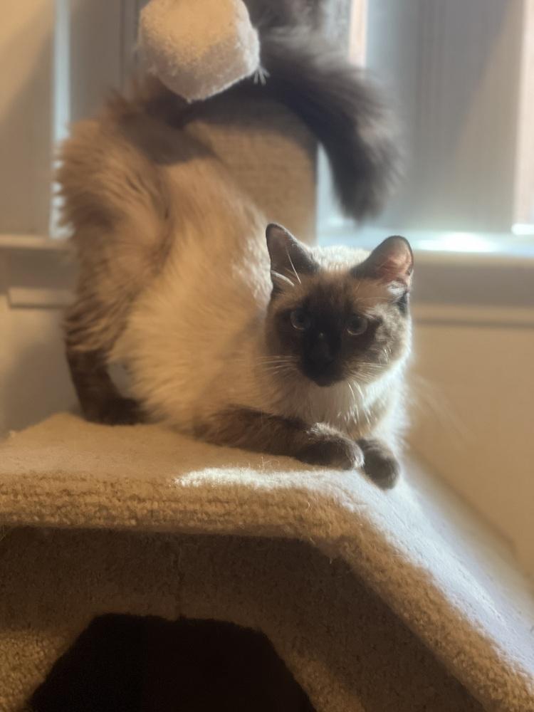 Sora, a Adoptable mixed breed in Austin, TX image 3/4