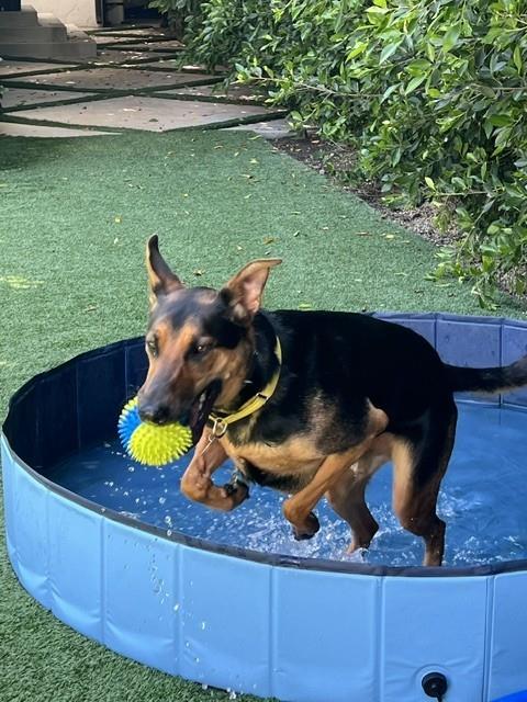 LITTLE BEAR, Adoptable, Young Male Mixed Breed.