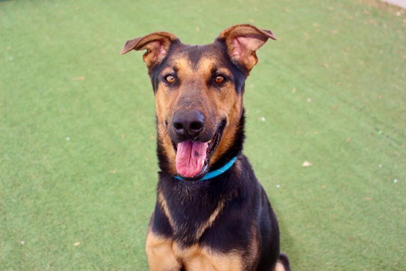 LITTLE BEAR, Adoptable, Young Male Mixed Breed.