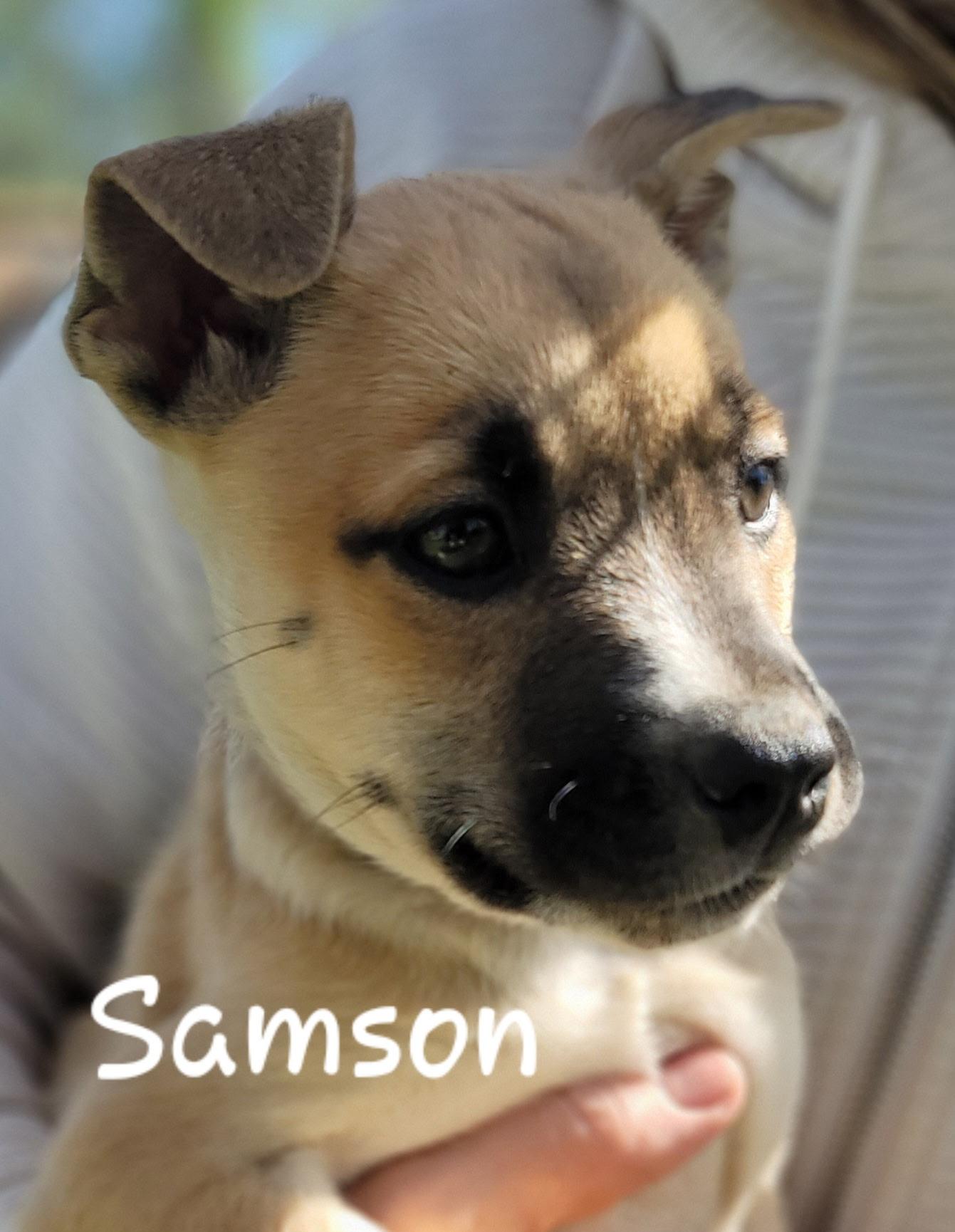 Samson, Adoptable, Puppy Male Shepherd.