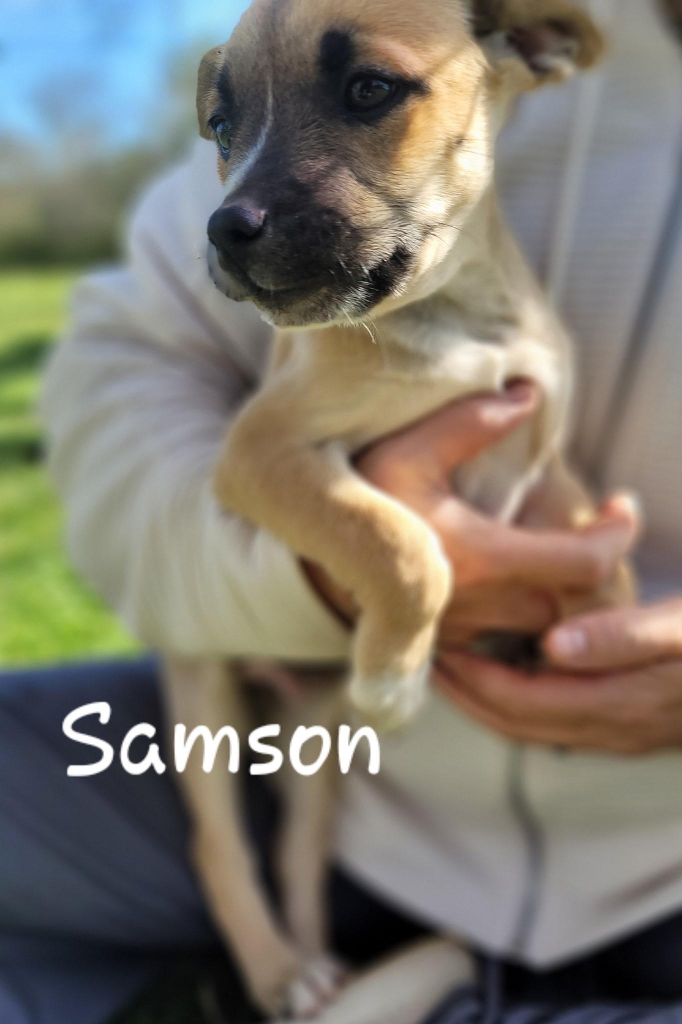 Samson, a Adoptable mixed breed in Orlando, FL image 2/5