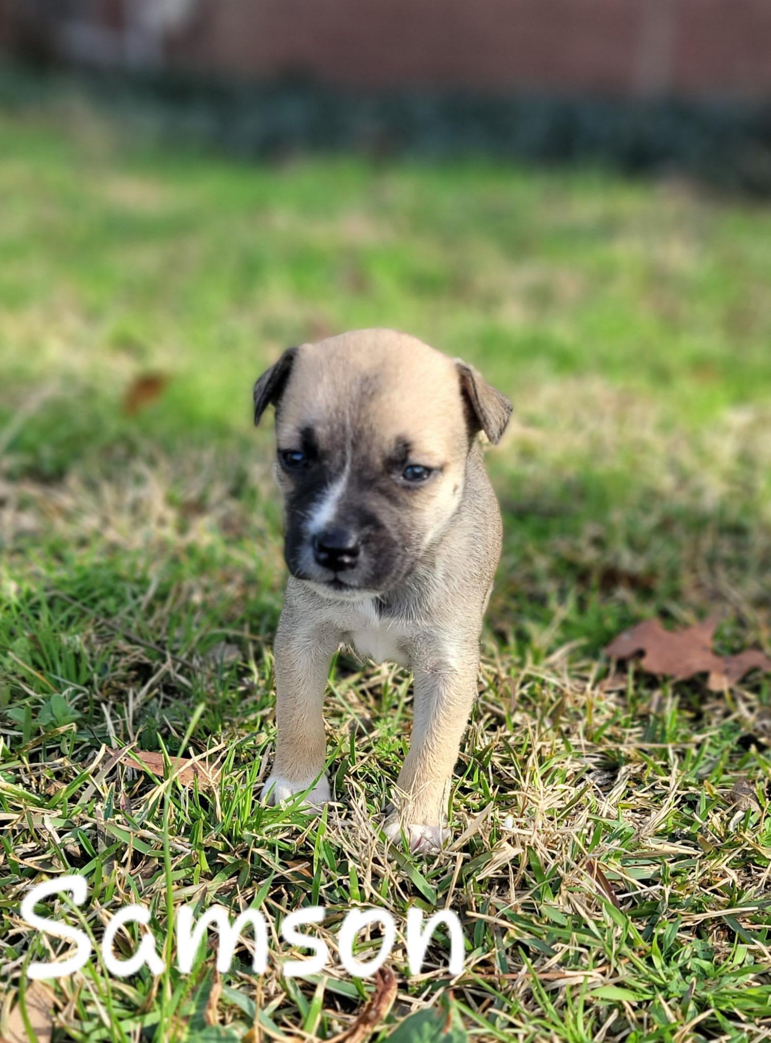 Samson, a Adoptable mixed breed in Orlando, FL image 4/5