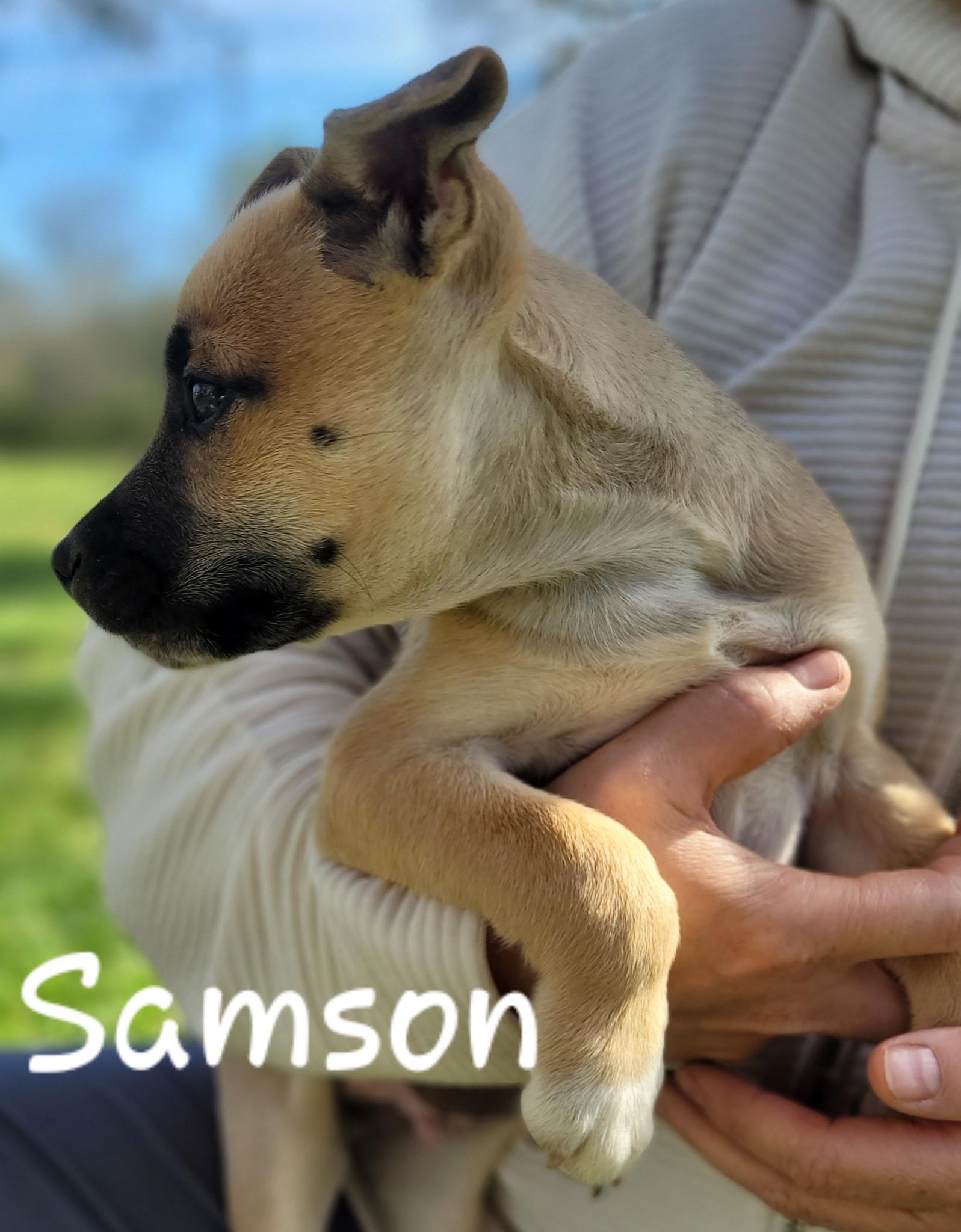 Samson, a Adoptable mixed breed in Orlando, FL image 3/5