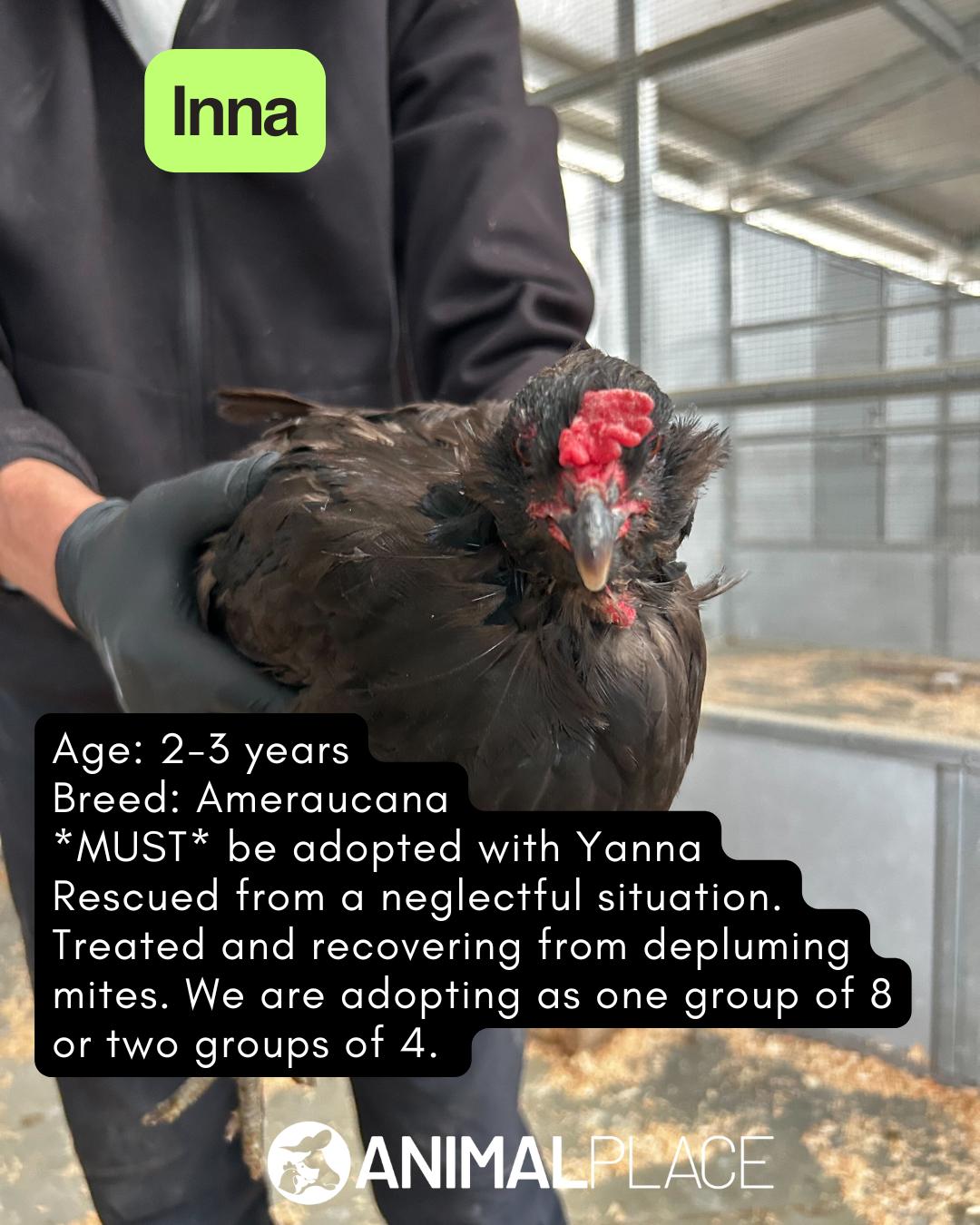 Enlarge Adult Hens, a Adopted Chicken in Petaluma, CA image 1/6