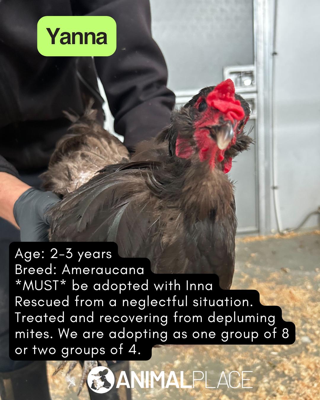 Adult Hens, Adopted, Adult Female Chicken.