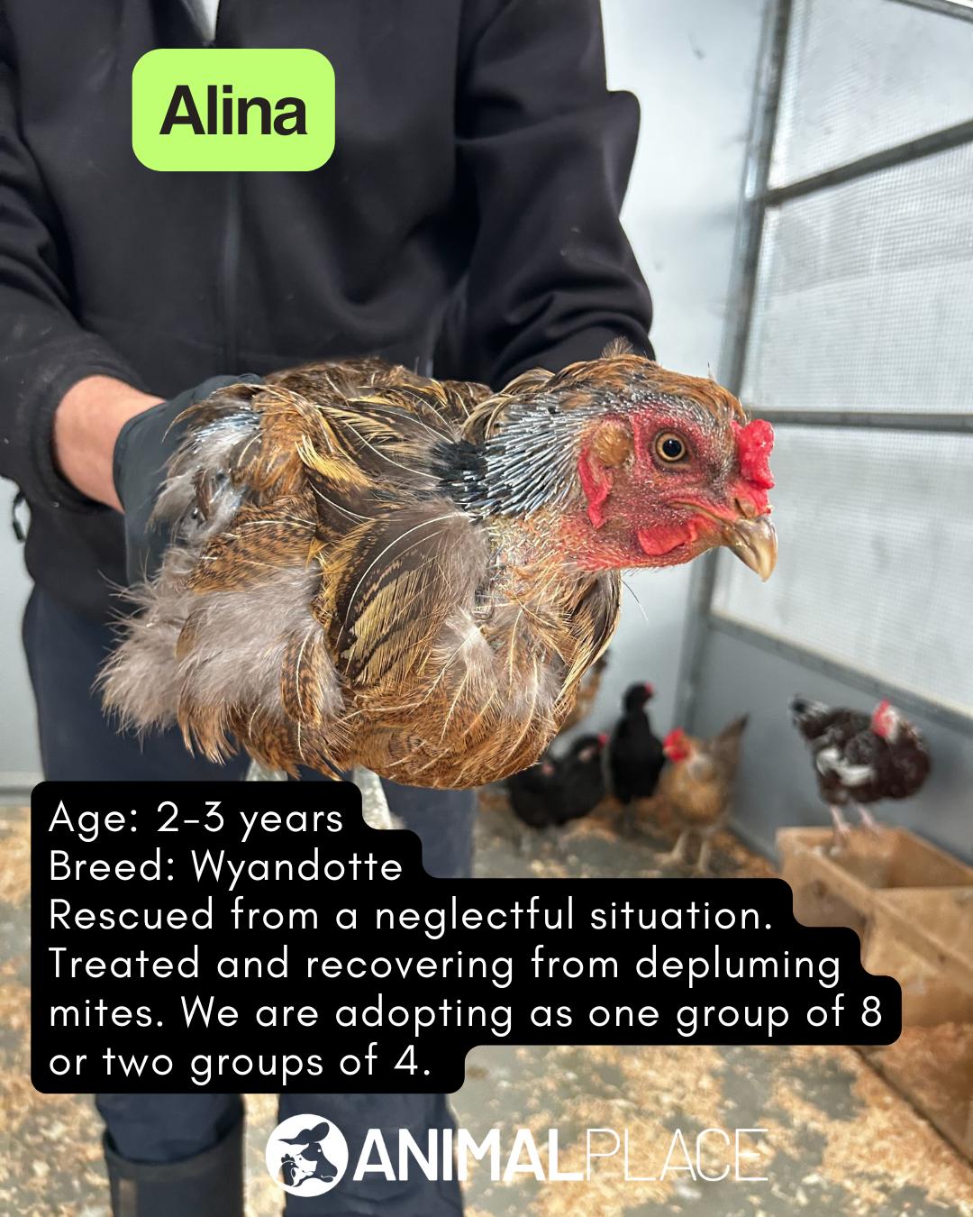 Enlarge Adult Hens, a Adopted Chicken in Petaluma, CA image 3/6