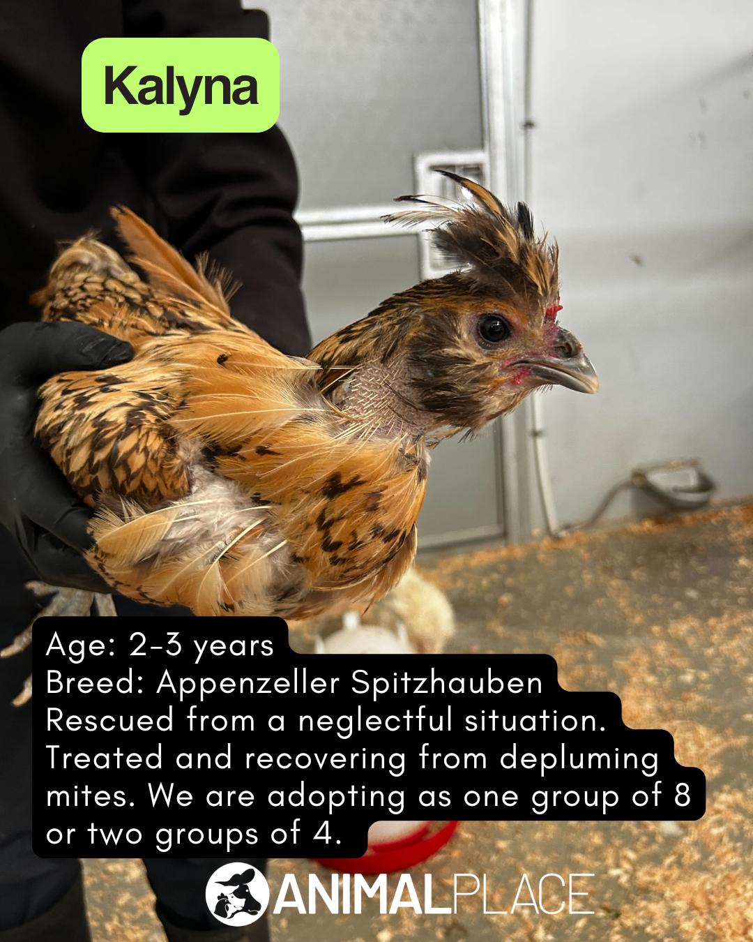 Enlarge Adult Hens, a Adopted Chicken in Petaluma, CA image 4/6