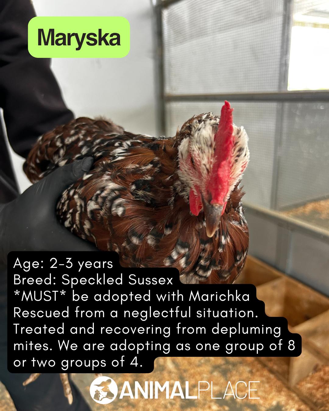 Enlarge Adult Hens, a Adopted Chicken in Petaluma, CA image 5/6