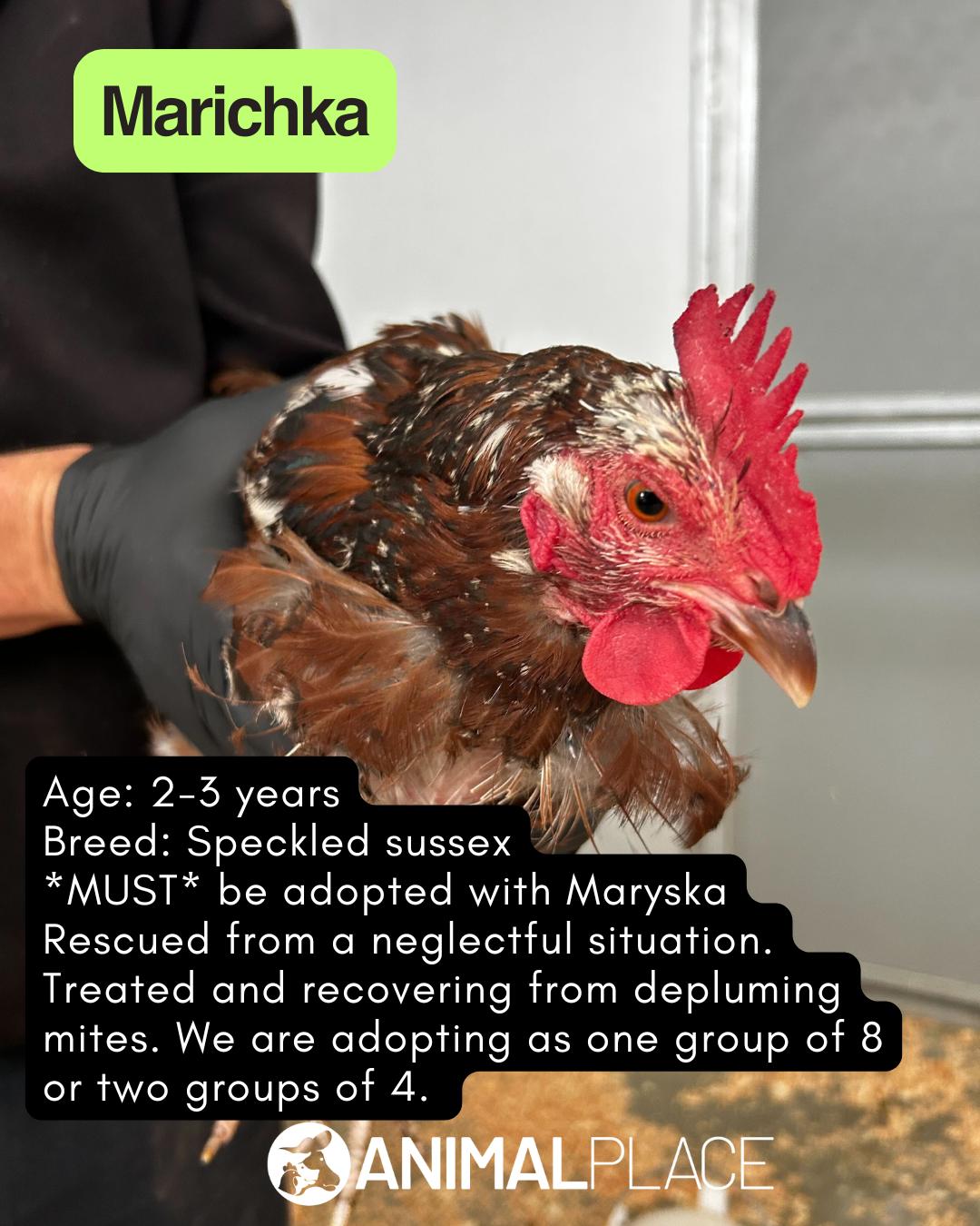 Enlarge Adult Hens, a Adopted Chicken in Petaluma, CA image 6/6