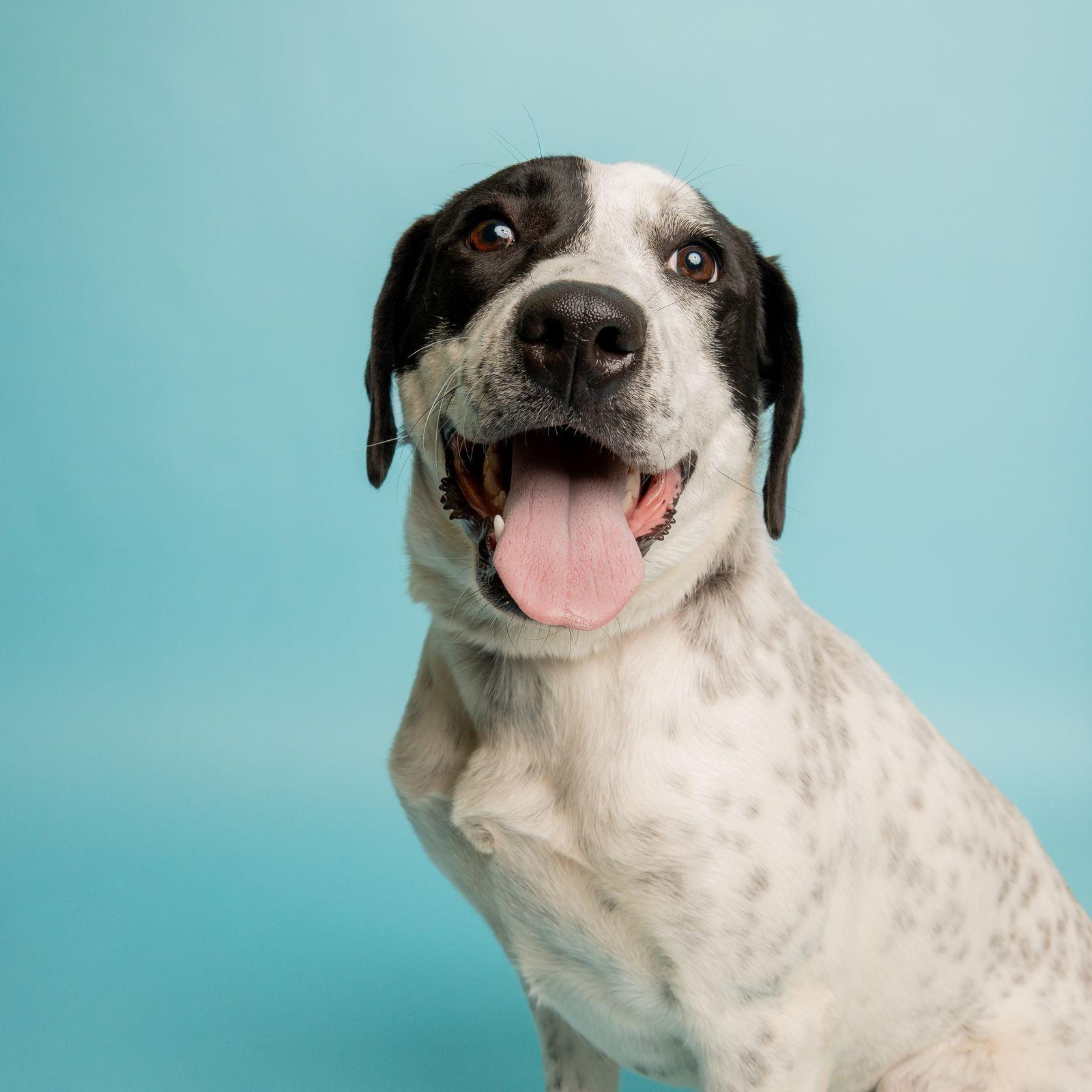 Jazzy, adopted, Young Female Australian Cattle Dog / Blue Heeler.