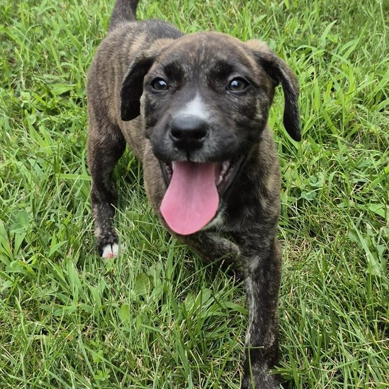 Enlarge Twix, an adopted mixed breed in Ellicott City, MD image 3/5