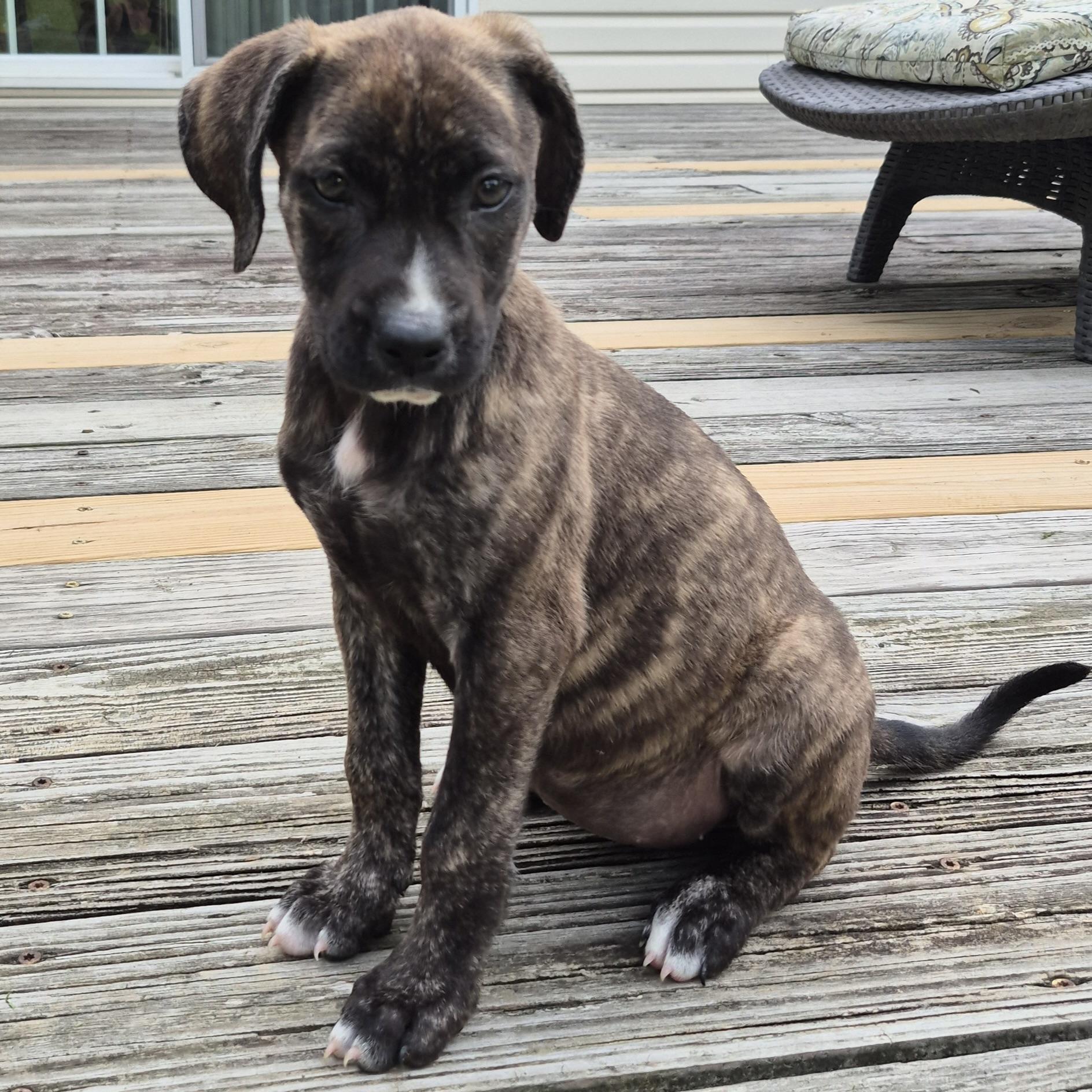 Enlarge Twix, an adopted mixed breed in Ellicott City, MD image 5/5