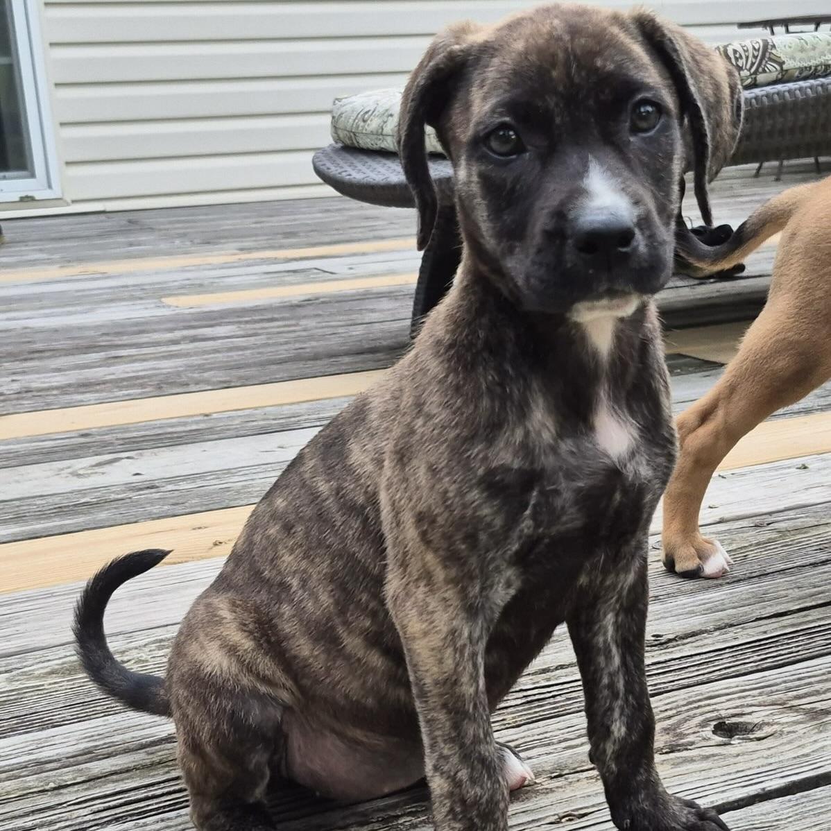 Enlarge Twix, an adopted mixed breed in Ellicott City, MD image 4/5